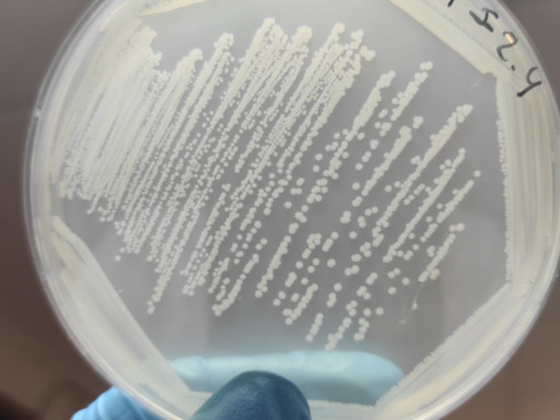 bacterial strain TIBU