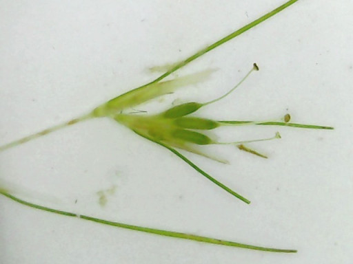 althenia filiformis