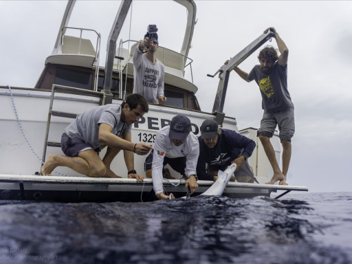 MEC researchers tagging a shark from a boat