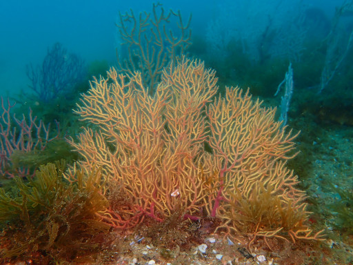 Colónia de Leptogorgia sarmentosa transplantada em Maio de 2025