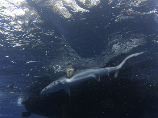 Mapping Sharks