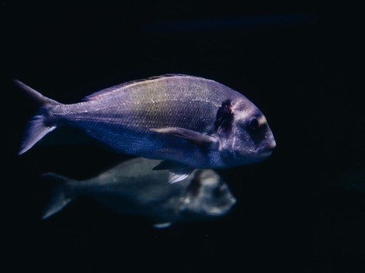 seabream