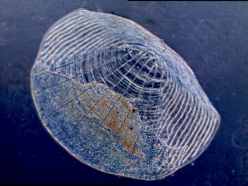 zebrafishsclae_leicadm6_10x