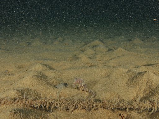 deep sea with micopollutants