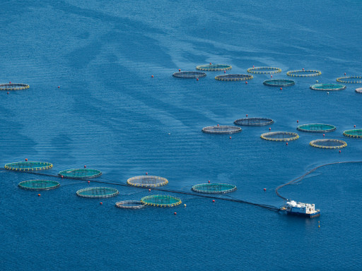 aquaculture offshore