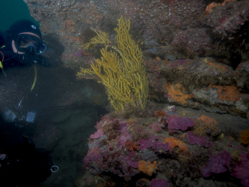 Gorgónias - Scientific Diving Centre