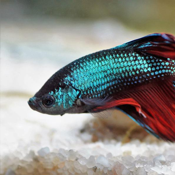 Betta (Betta splendens)