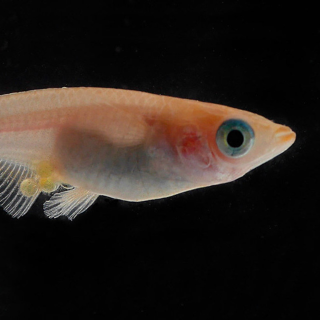 Medaka (Oryzias latipes)