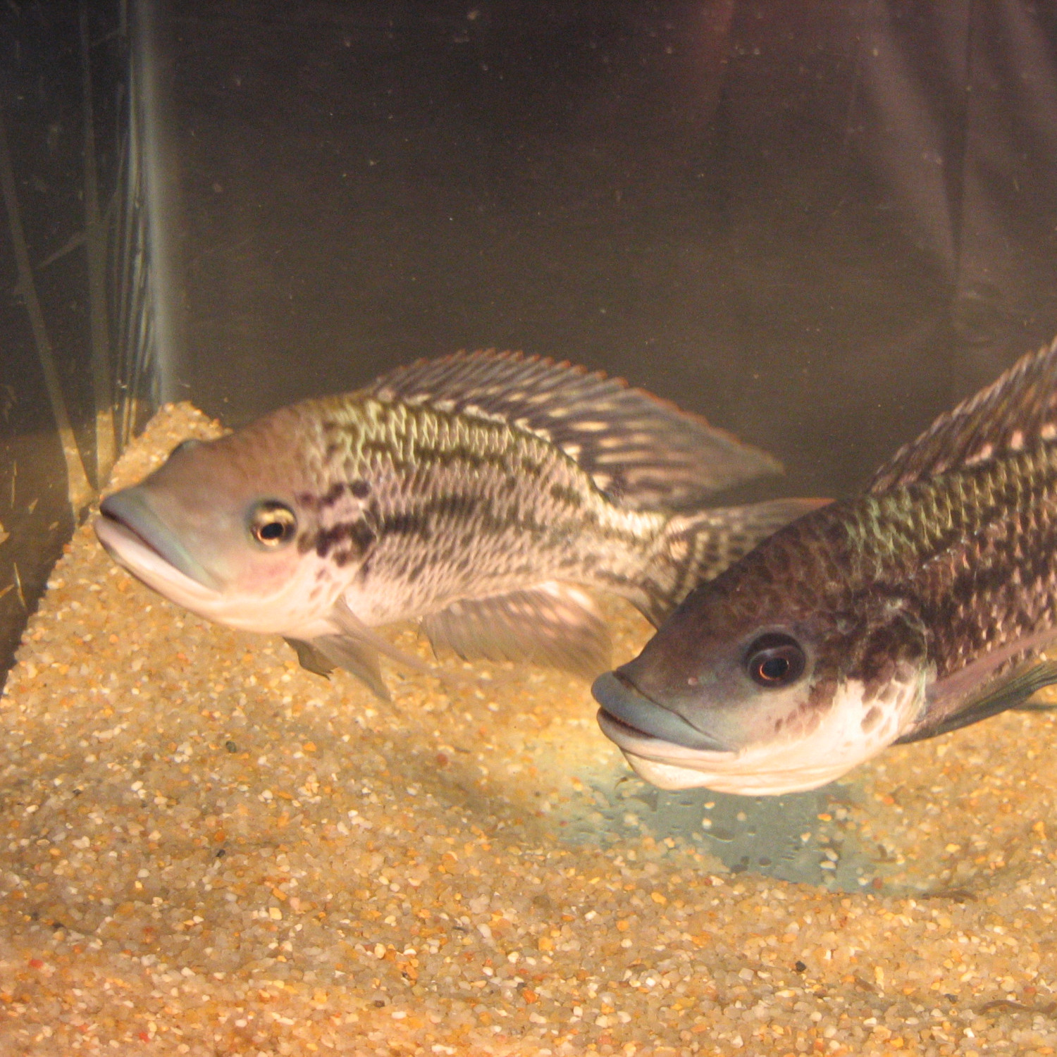Tilápia (Oreochromis spp)