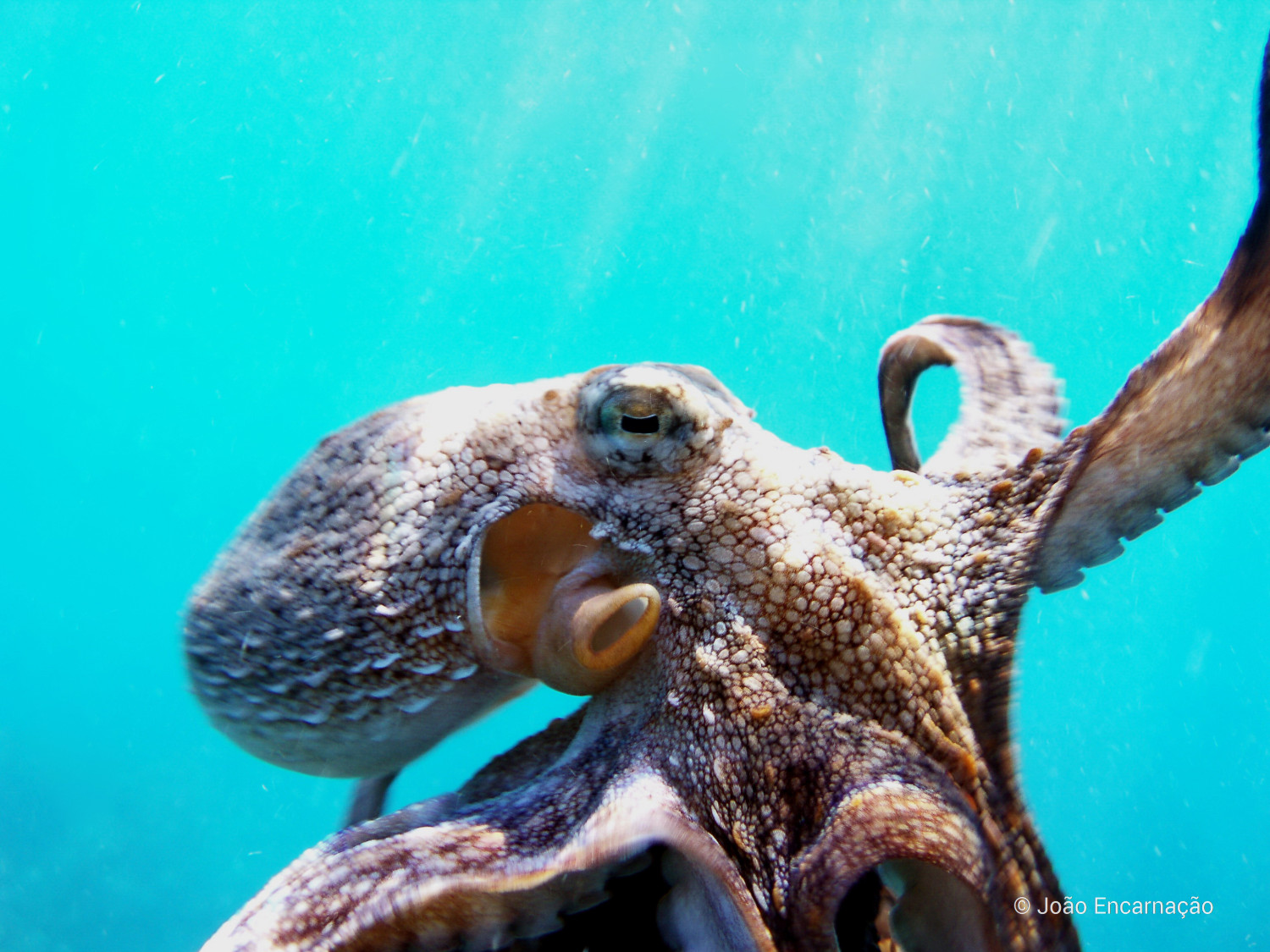 Octopus