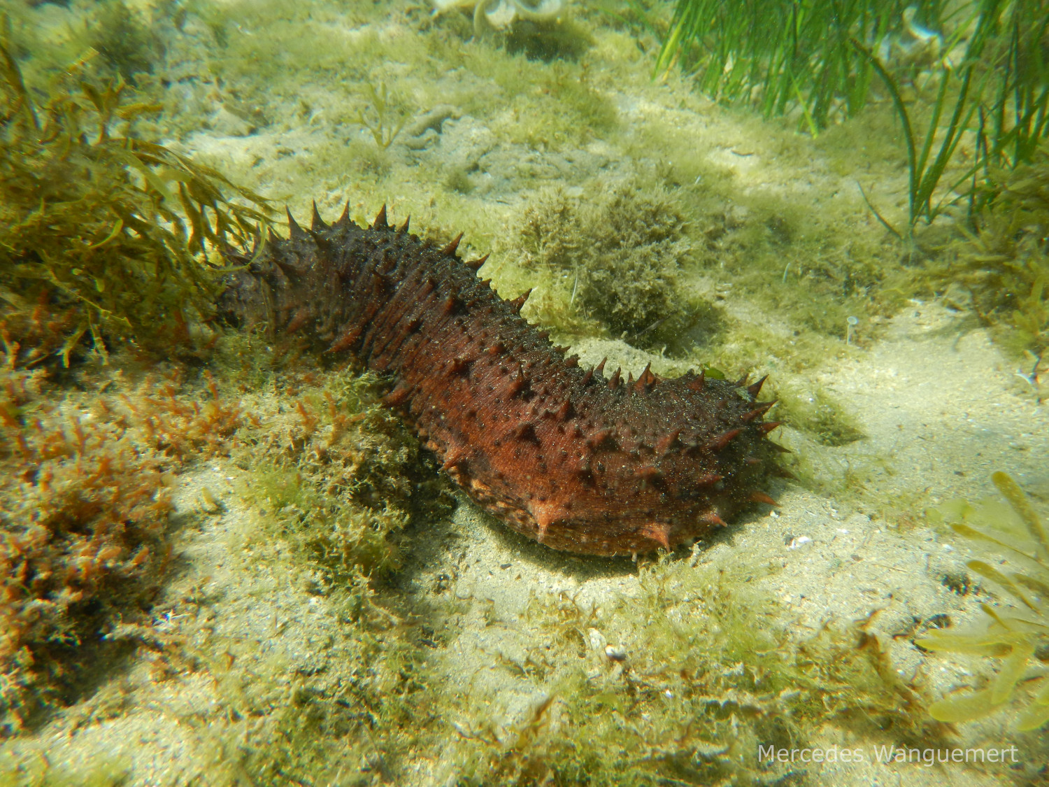 Pepino-do-mar