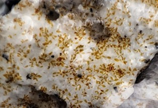 algae 2