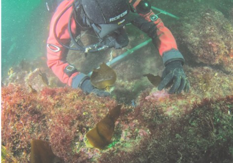 diving1