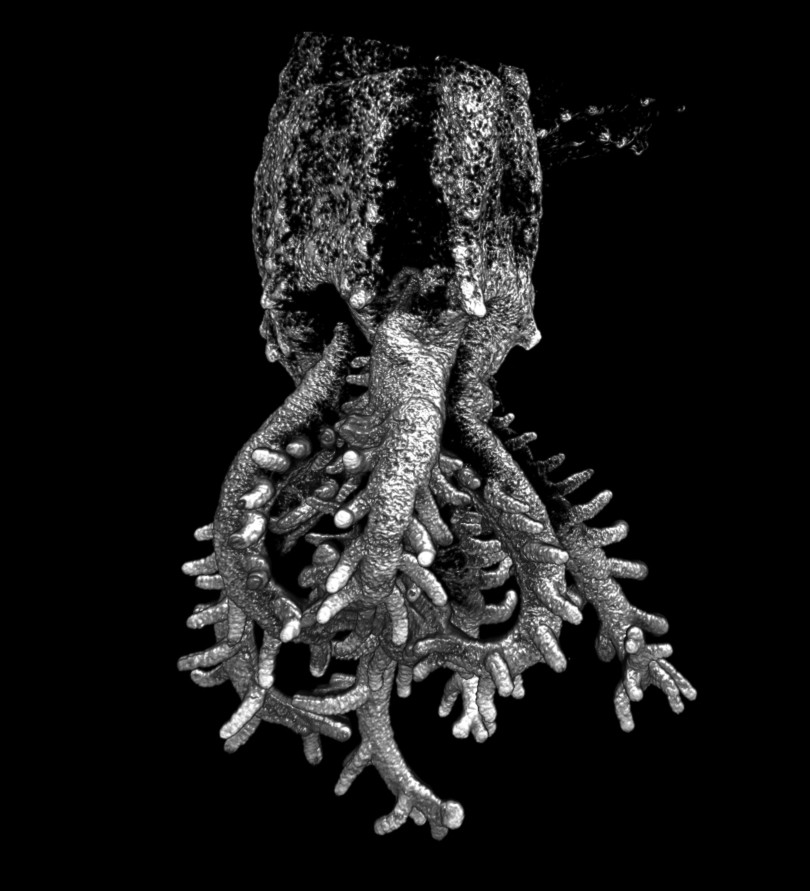 Coral Lightsheet microscopy image