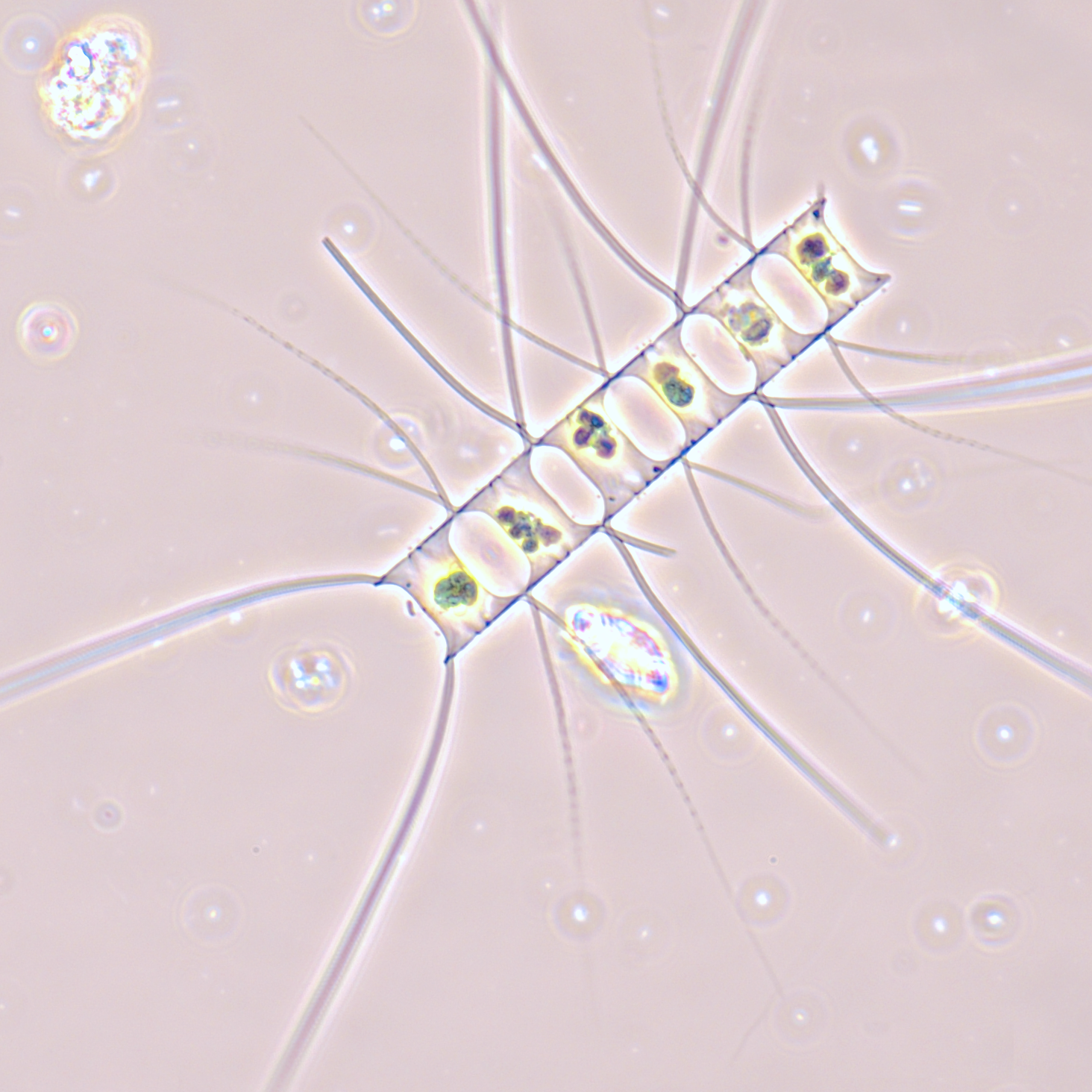 Algae