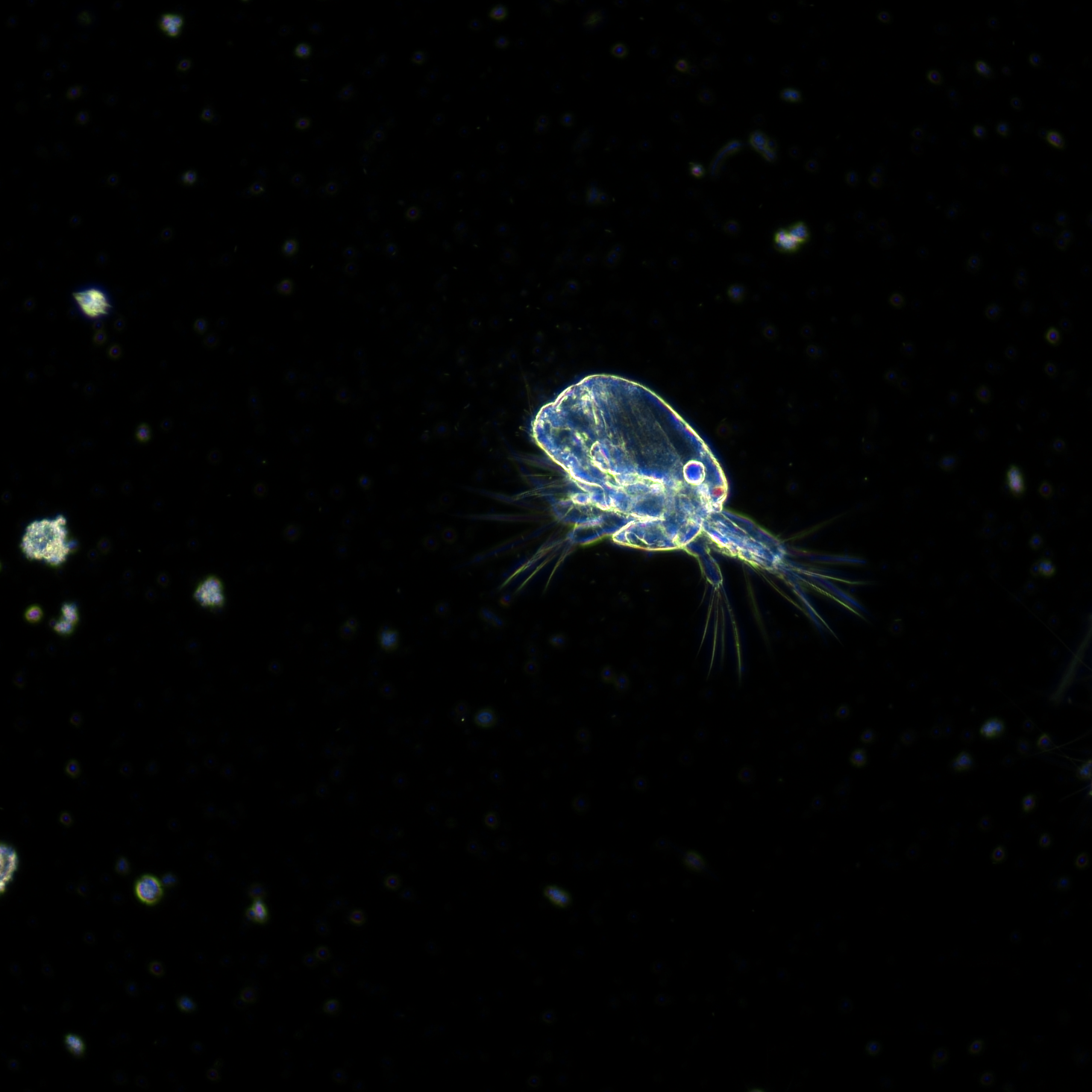 ZooPlankton