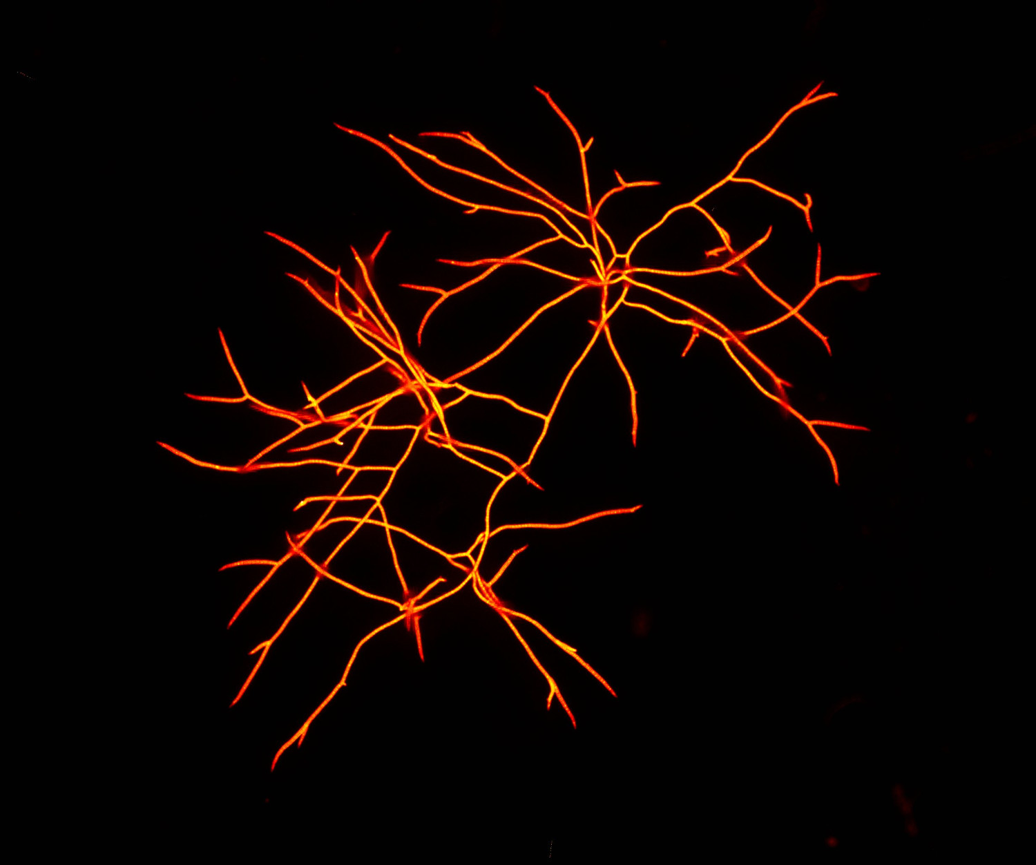 Red algae