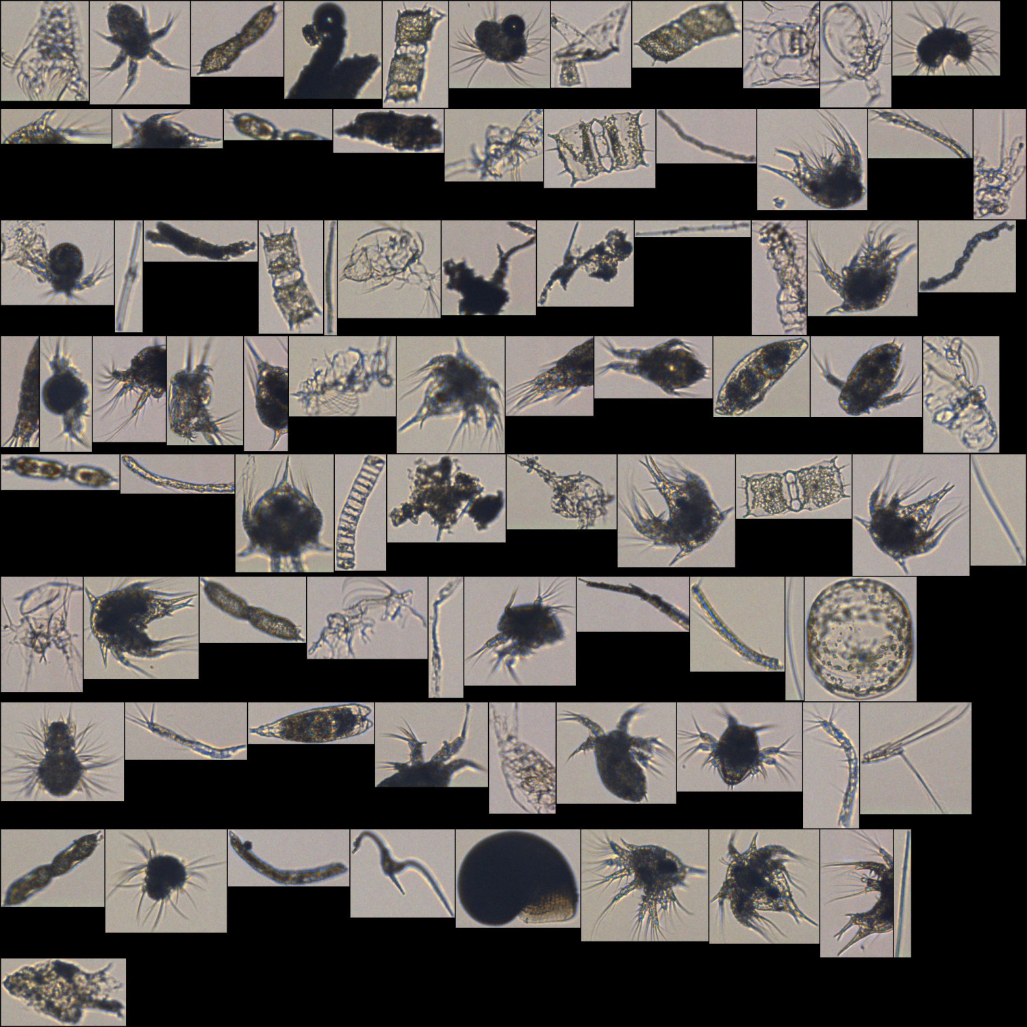 cirripedia 
