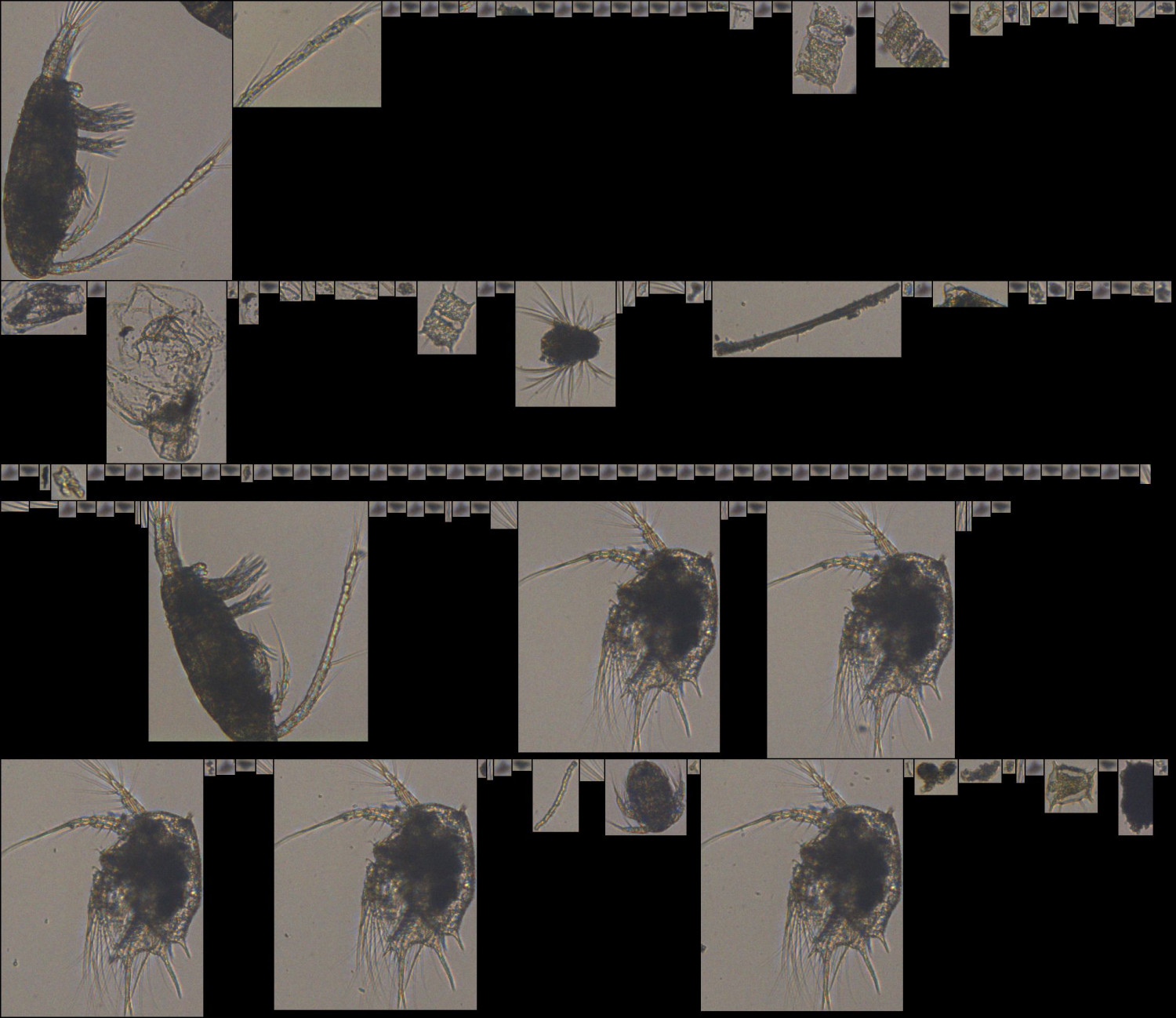 copepod