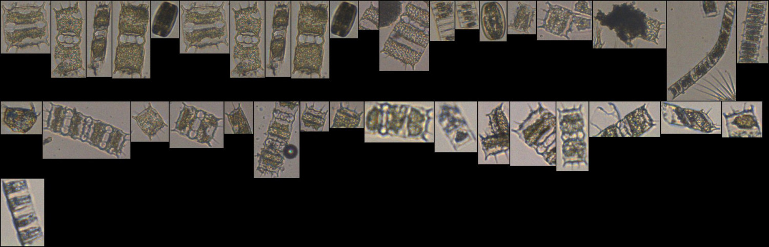 diatoms