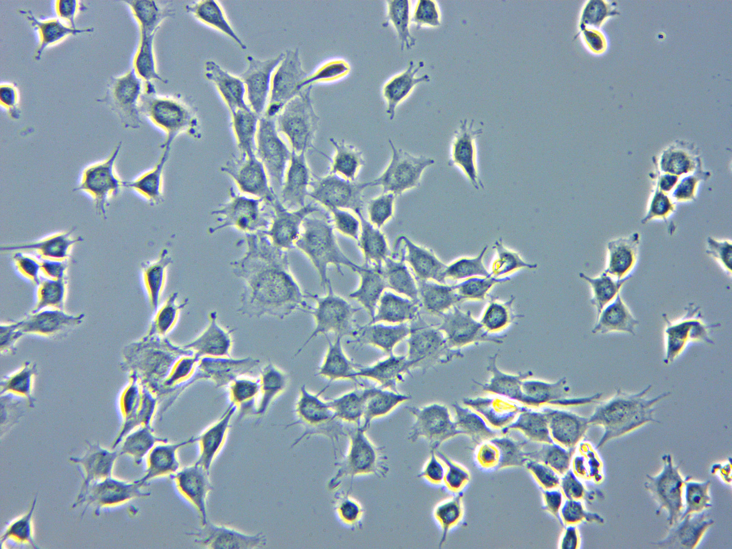Primovert Cells