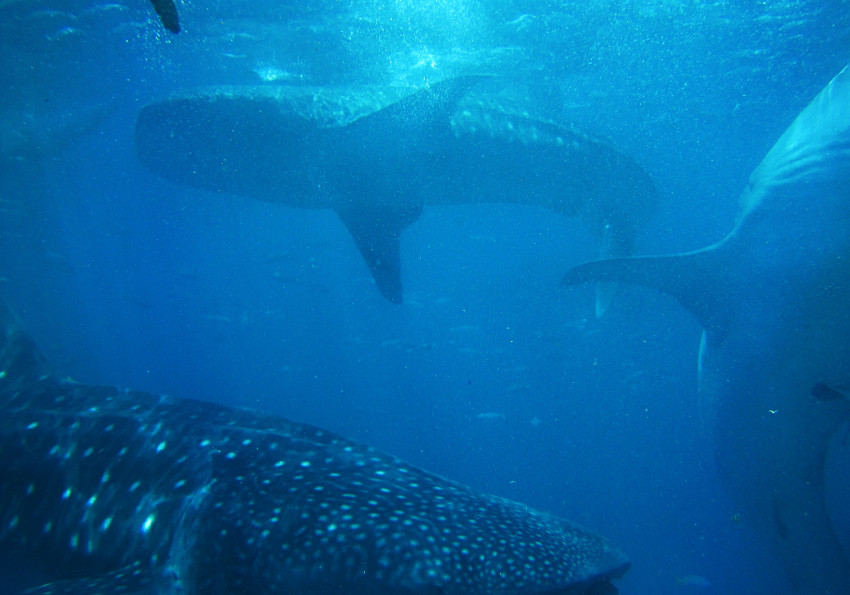 Generic representation of 1ª Conferência de Biologia Marinha dos Países de Língua Portuguesa: Uma ponte entre mares