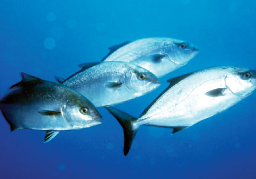 ICES WGAGFM: Working Group on the Application of Genetics in Fisheries and Mariculture Generic representation of ICES WGAGFM: Working Group on the Application of Genetics in Fisheries and Mariculture