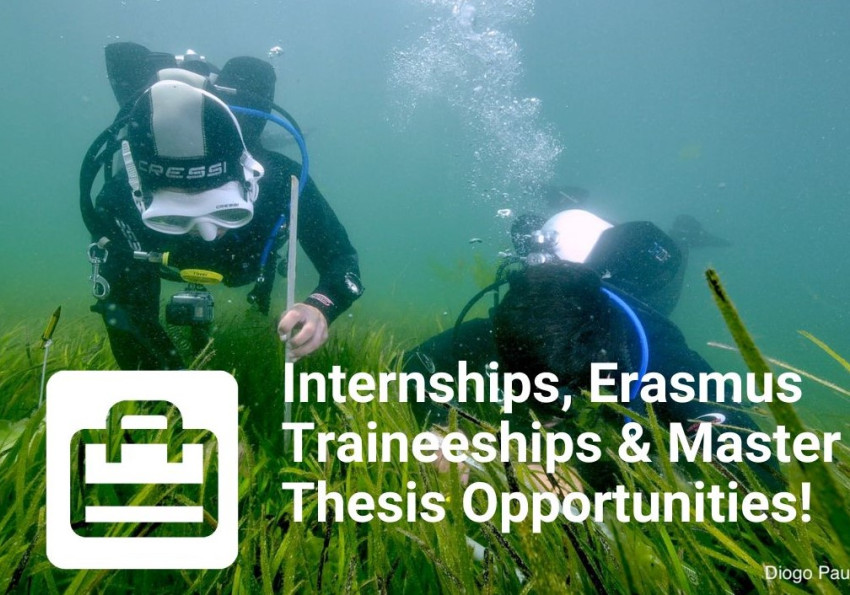 Diving INTERNSHIP OPPORTUNITIES