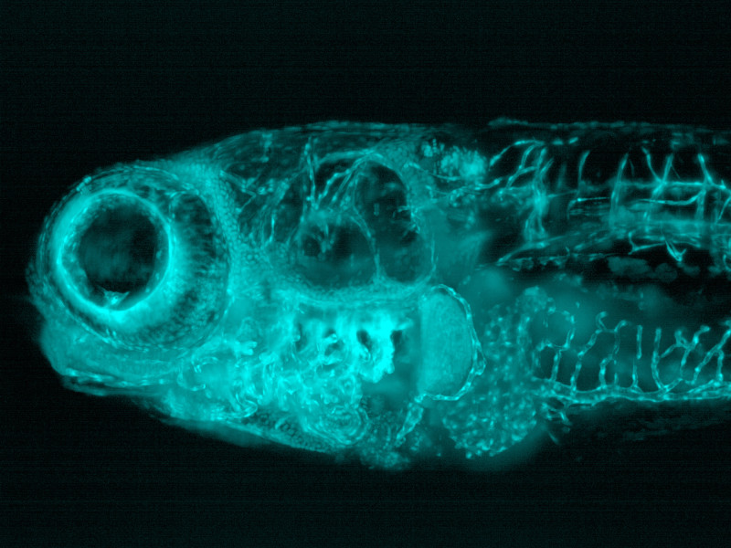In vivo imaging of red blood cells and vascular system (cyan) of a live zebrafish juvenile expressing Green Fluorescent Protein. Sample courtesy: Débora Varela, Bioskel Group