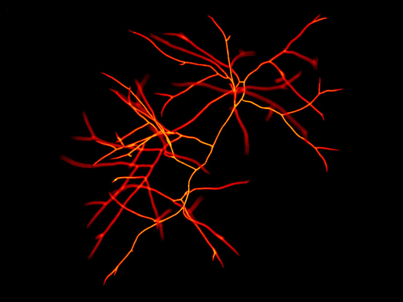 Red Algae (Asparogopsis sp.). Sample courtesy: Raquel Torres, Algae Group