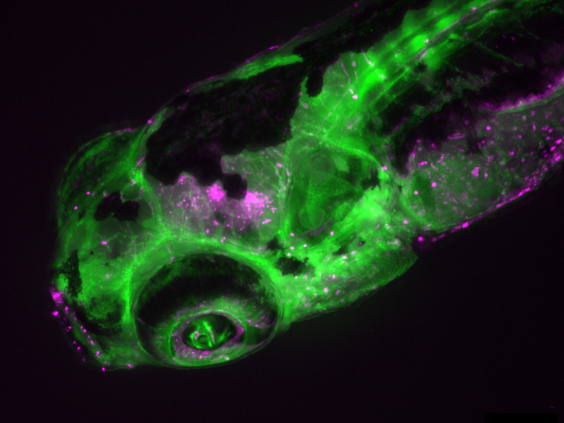 Zebrafish juvenile of a transgenic fluorescent line showing the blood vascular system (green) and red blood cells (magenta)