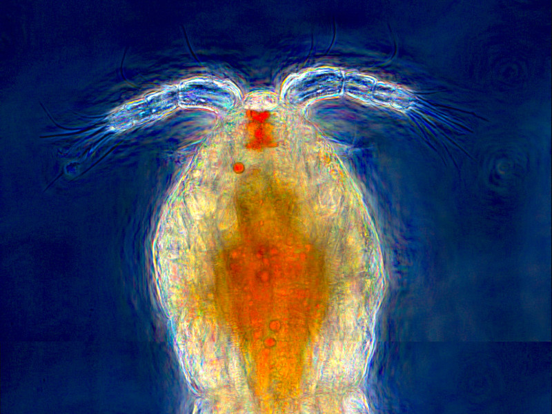 Image of Copepod (Zooplankton) from Ria Formosa, acquired in Phase Contrast Microscopy. Sample Courtesy: Caio Ribeiro, ECHO Group