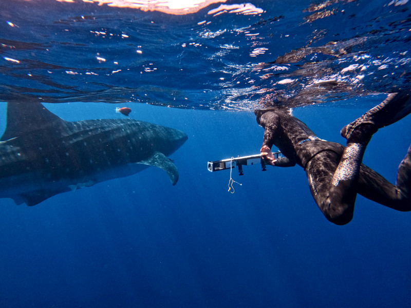 Whale shark