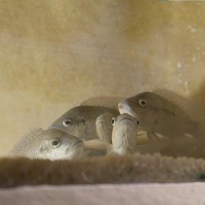 Fish in an aquaculture tank