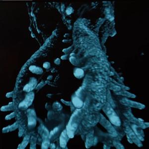 Sample in bioimaging work