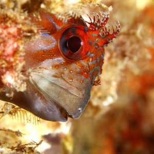 Close-up detail of fish