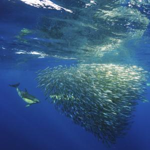 Dolphin near fish