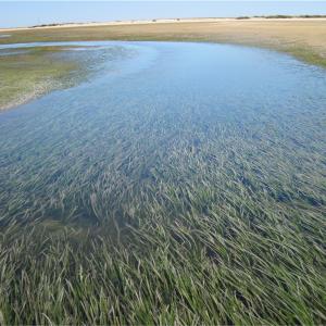 Seagrass meadow at low tide in the Ria formosa