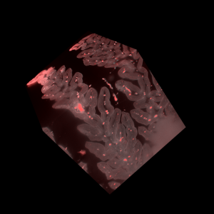 3D Atlas