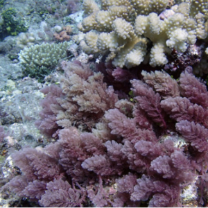 Asparagopsis on Tahiti reef