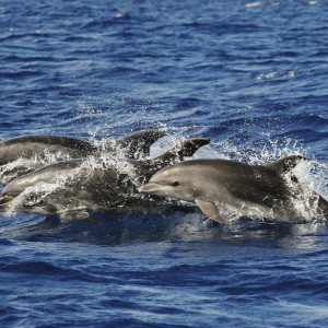 Photo of Dolphins