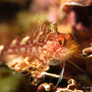 Photo of the Madeira rockfish