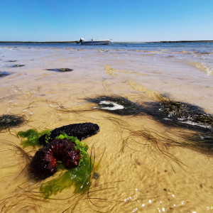 Photo of Seaweed on the beach