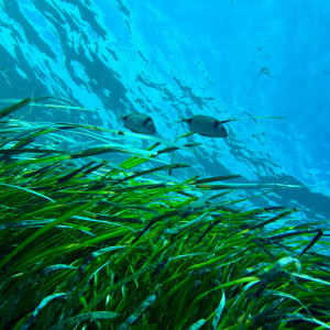 Florestas Marinhas
