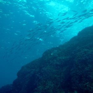 Underwater habitat