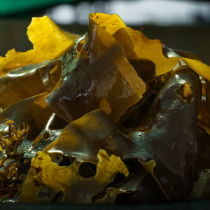 Close-up of algae