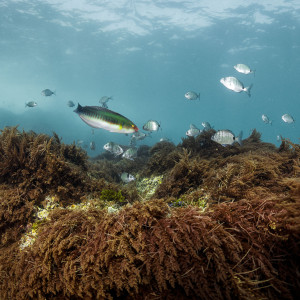 Underwater habitat full of biodiversity