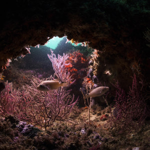 Underwater habitat