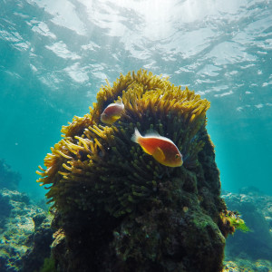 Underwater habitat