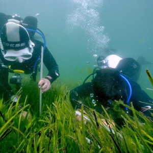 Two divers taking seagrass samples